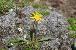 Image of Taraxacum bicorne Dahlst.