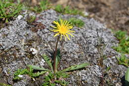 Sivun Taraxacum bicorne Dahlst. kuva