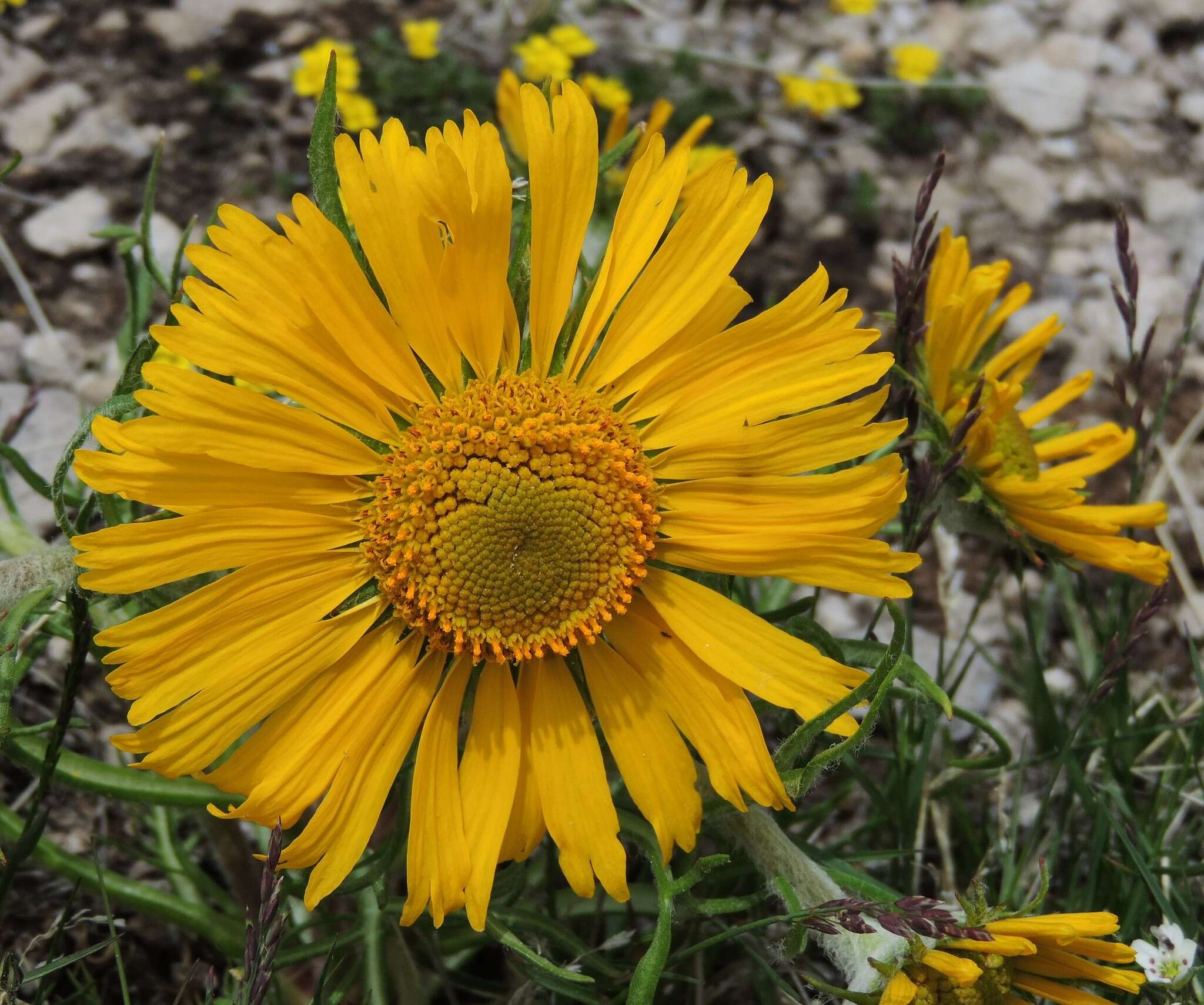 Image of graylocks four-nerve daisy