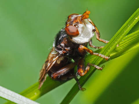 Image of Myopa buccata (Linnaeus 1758)