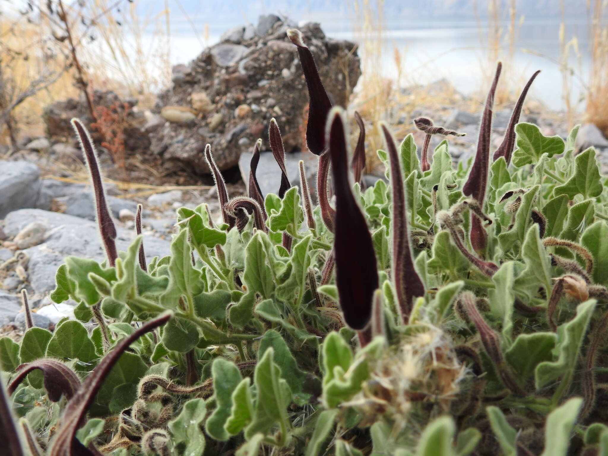 Image de Aristolochia wrightii Seem.