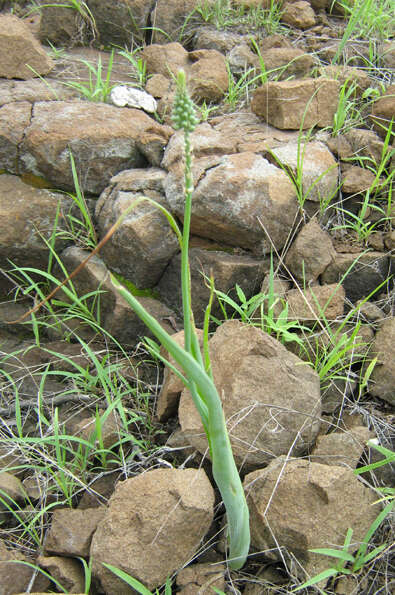 Image of Albuca virens (Lindl.) J. C. Manning & Goldblatt