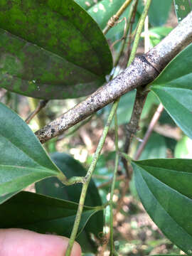 Image of Smilax aspericaulis Wall. ex A. DC.