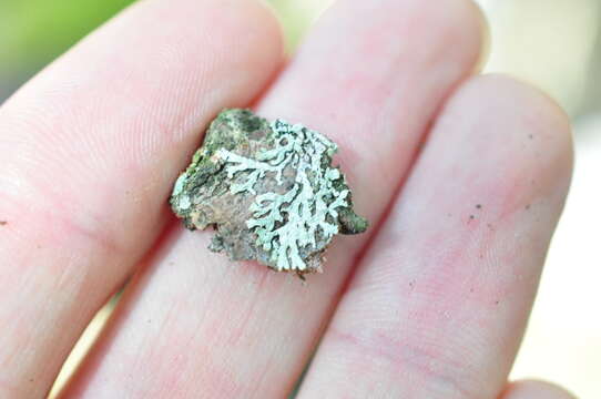 Image of bran lichen