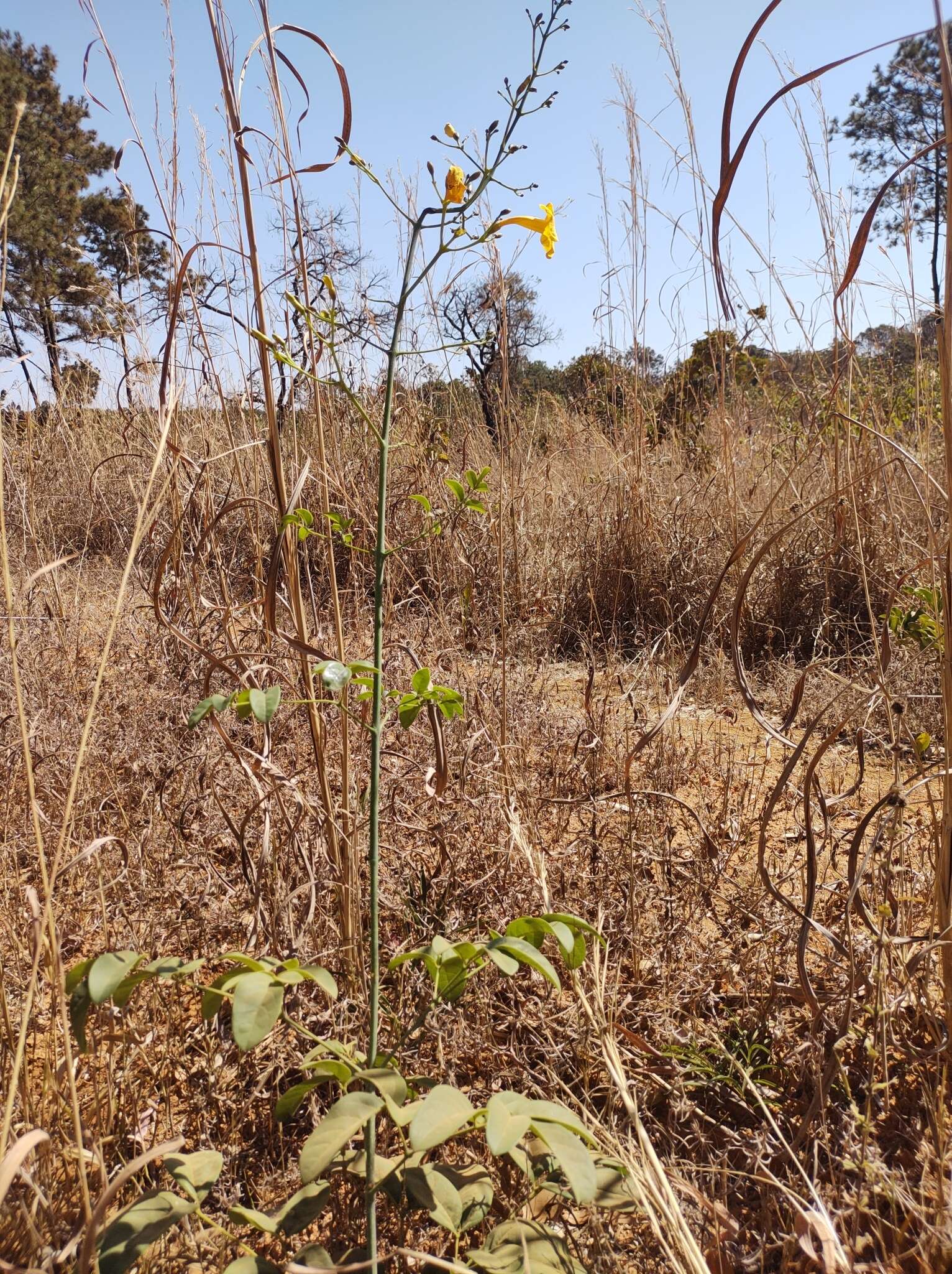 Image de Adenocalymma pedunculatum (Vell.) L. G. Lohmann