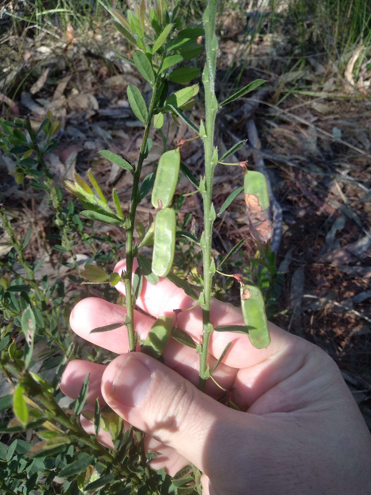 Sivun Bossiaea stephensonii F. Muell. kuva