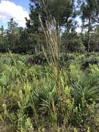 Plancia ëd Andropogon floridanus Scribn.