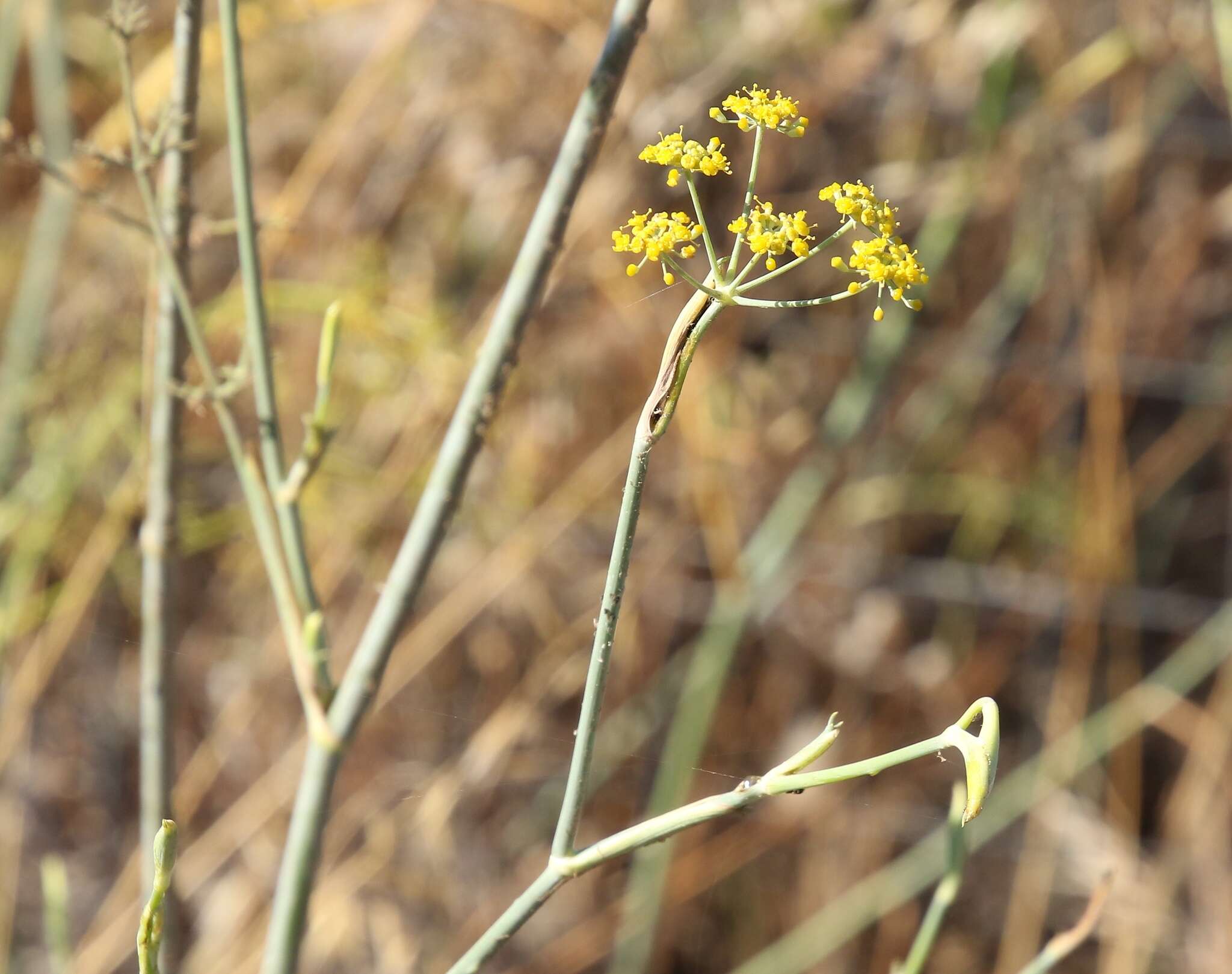 Image of Foeniculum vulgare subsp. piperitum (Ucria) Cout.