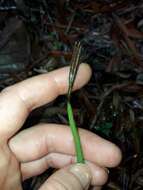 Image of Actinostachys melanesica (Selling) Reed