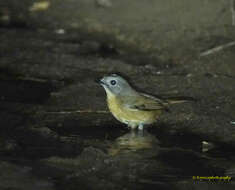 Image of Pale-chinned Blue Flycatcher