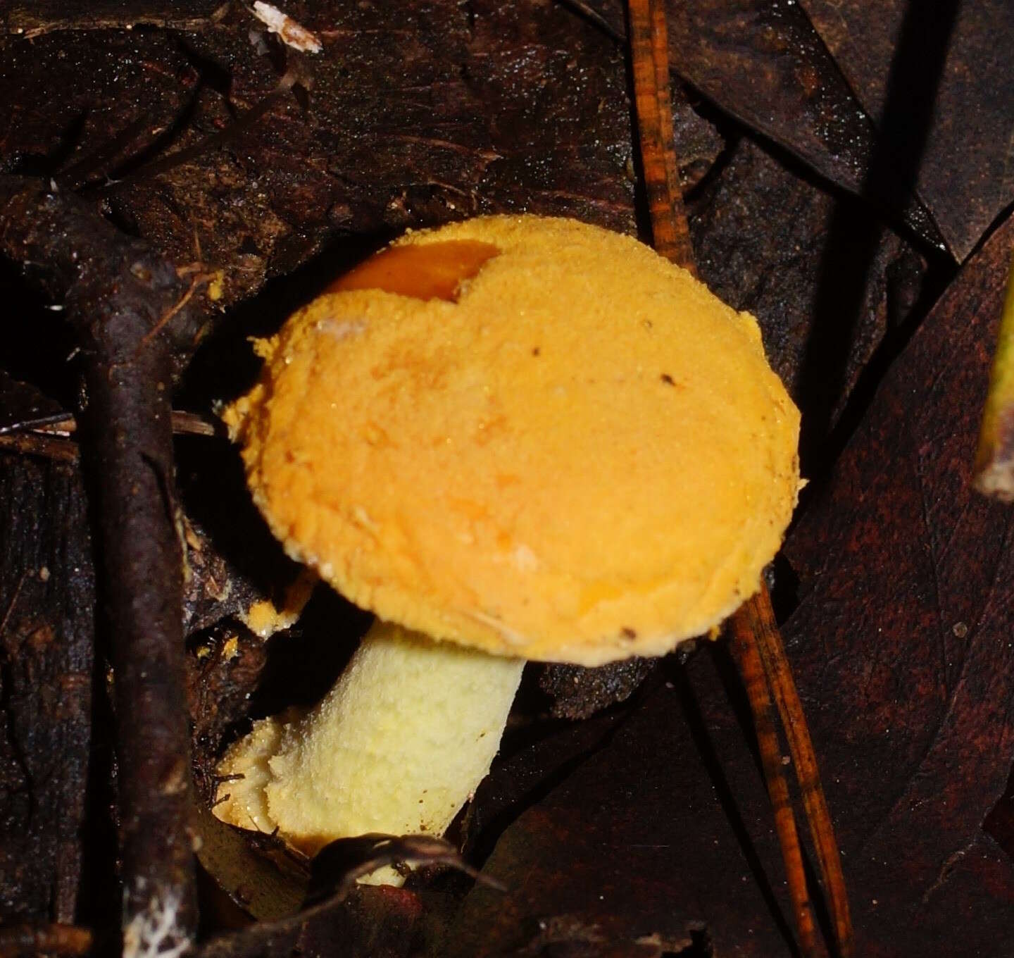 Image of Amanita xanthocephala (Berk.) D. A. Reid & R. N. Hilton 1980