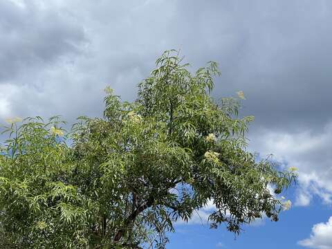 Plancia ëd Sambucus cerulea var. neomexicana