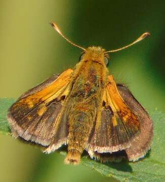 Image of Tawny-edged Skipper