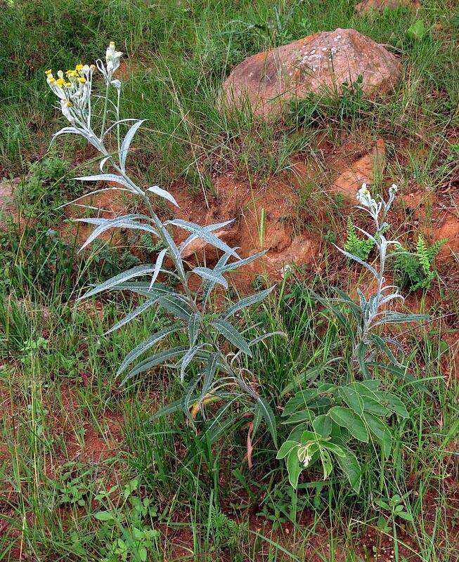 Image de Senecio mlilwanensis Compton