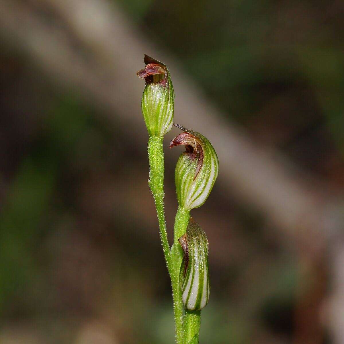 Pterostylis clivosa的圖片