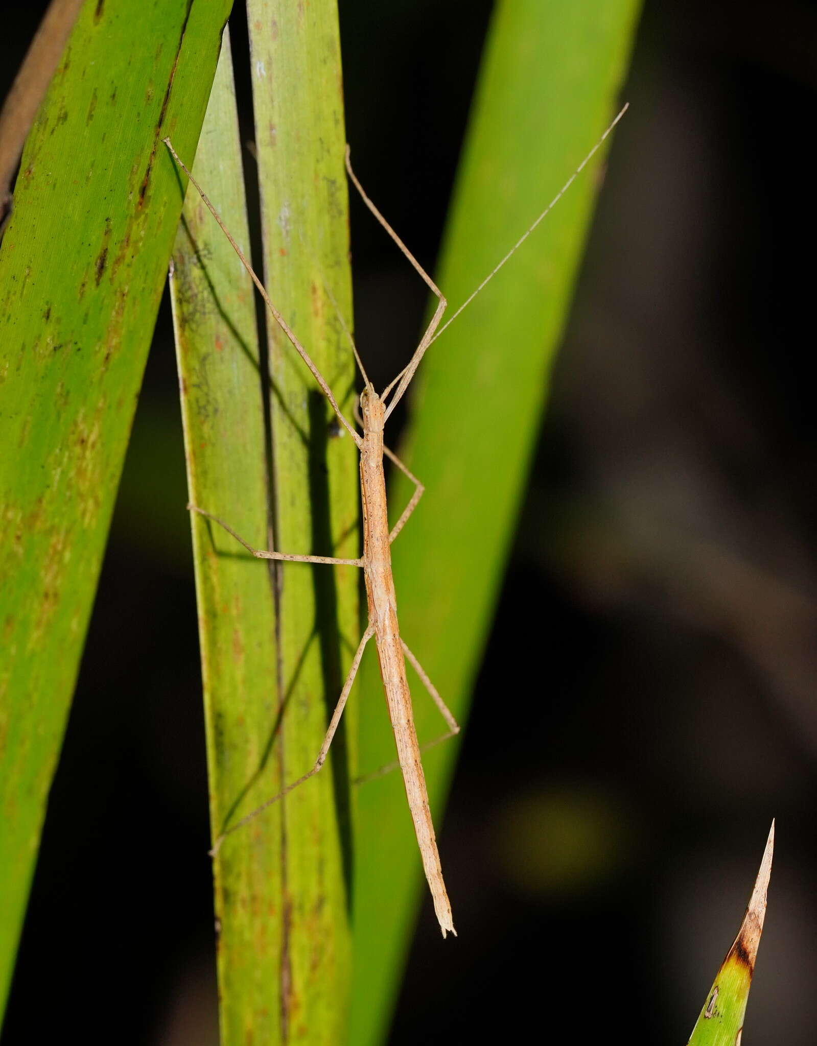 Image of Sipyloidea larryi Hasenpusch & Brock 2007