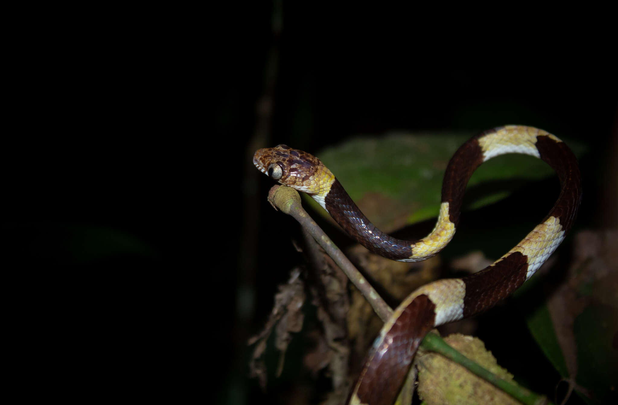 Dipsas vermiculata Peters 1960 resmi