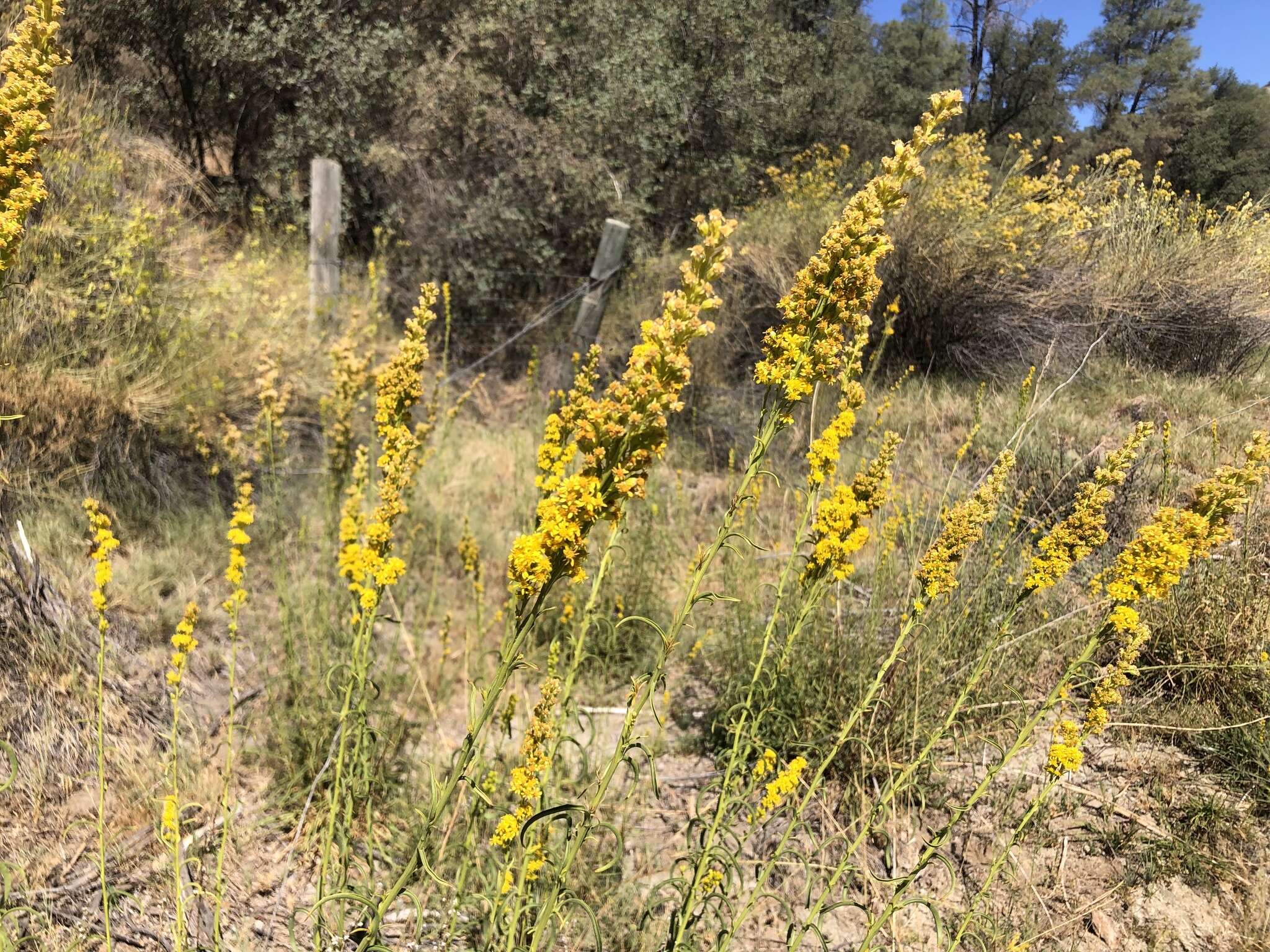 Image de Solidago guiradonis A. Gray