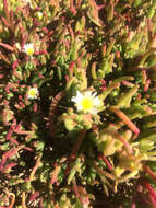 Image of slenderleaf iceplant