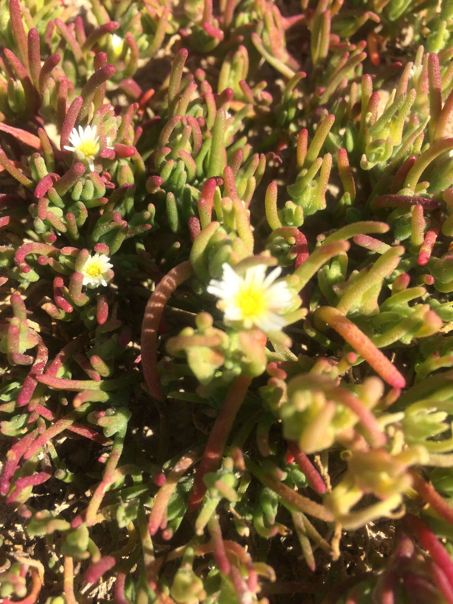 Image de Mesembryanthemum nodiflorum L.