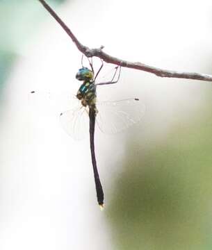 Image de Macromidia ellenae Wilson 1996