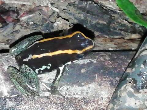 Image of Golfodulcean Poison Frog