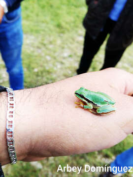 Image of Tree frog