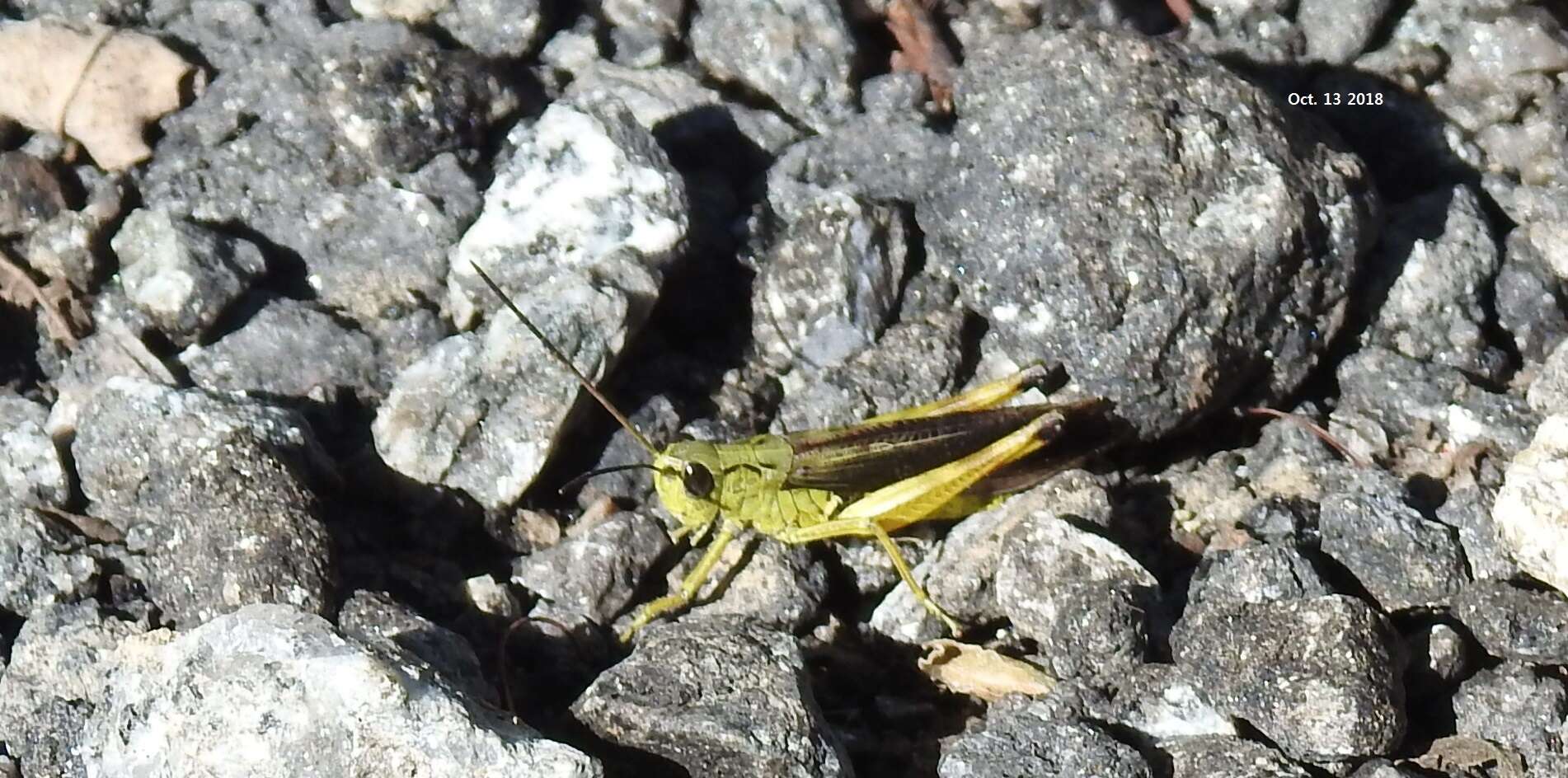 Megaulacobothrus aethalinus (Zubovski 1899) resmi