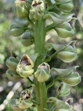 Image of California larkspur