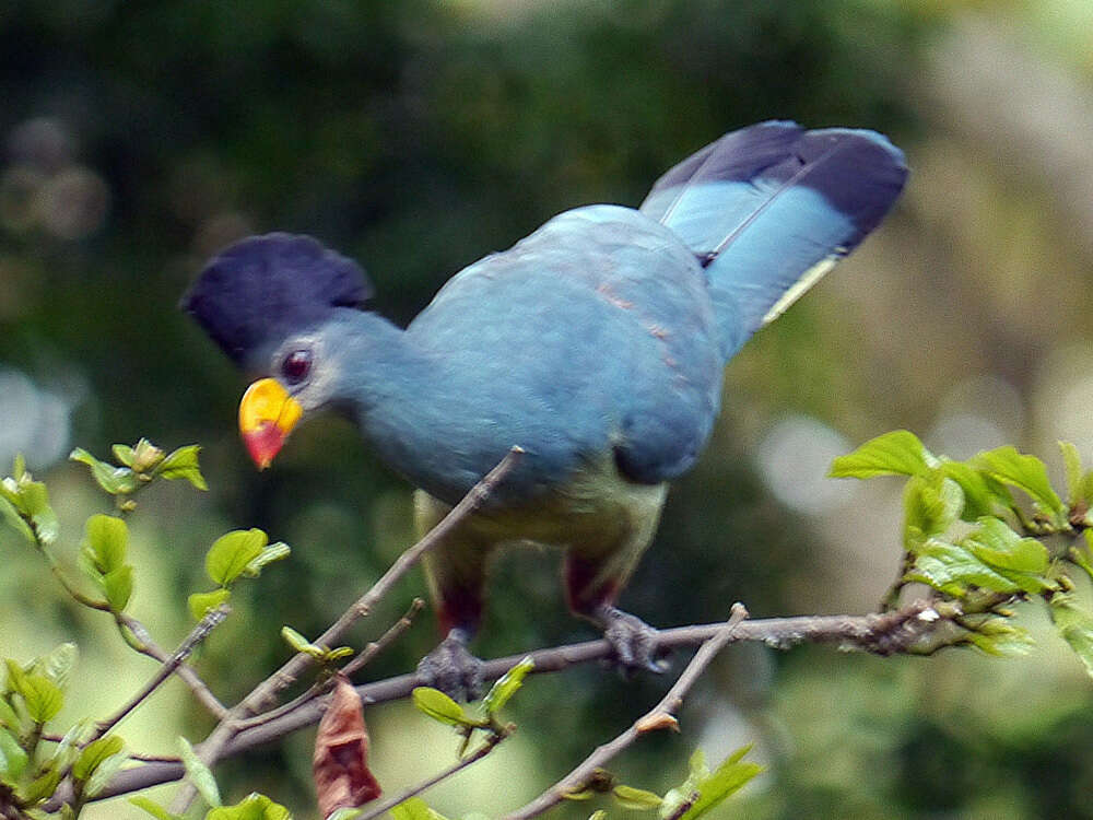 صورة Corythaeola Heine 1860