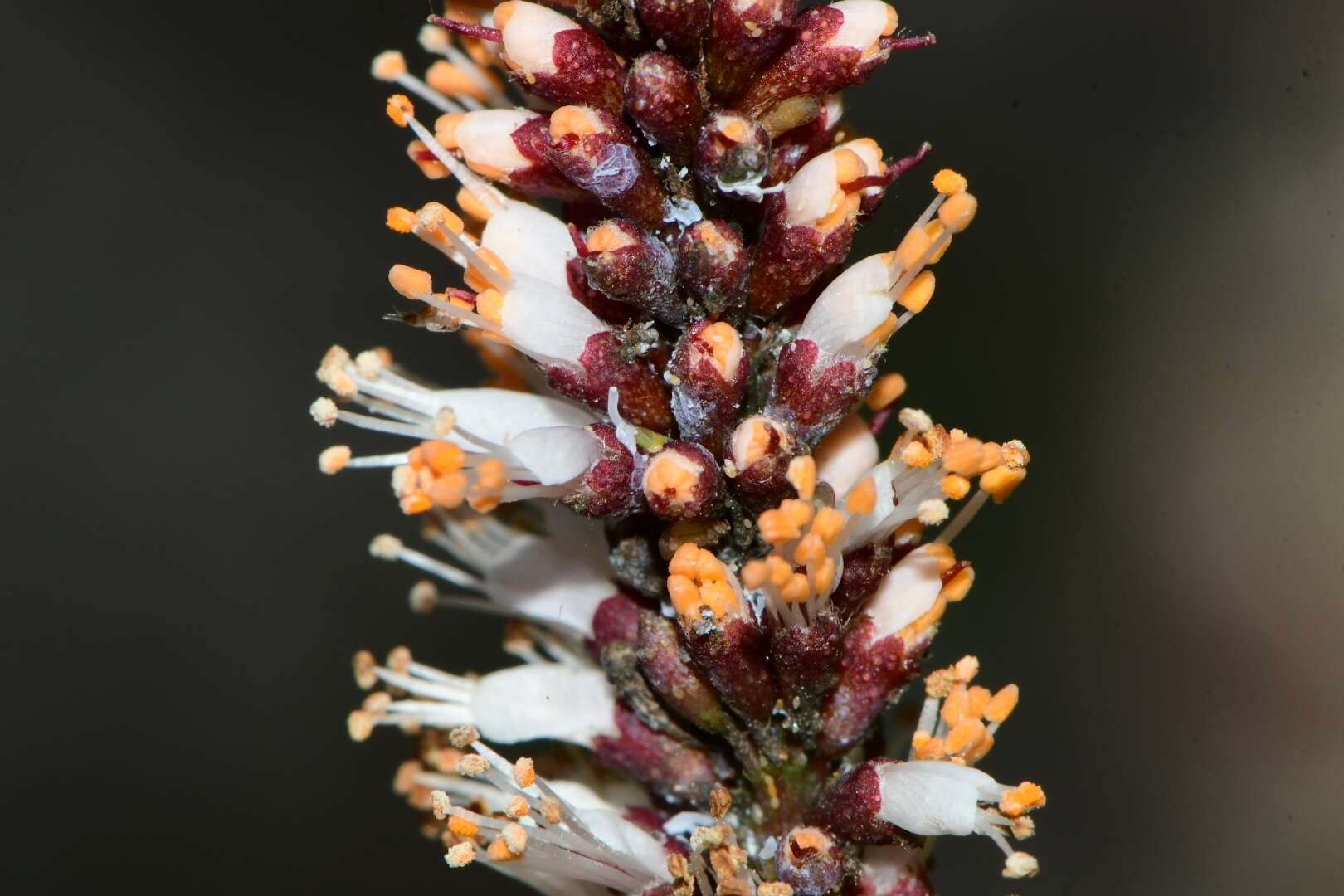 Image of clusterspike false indigo