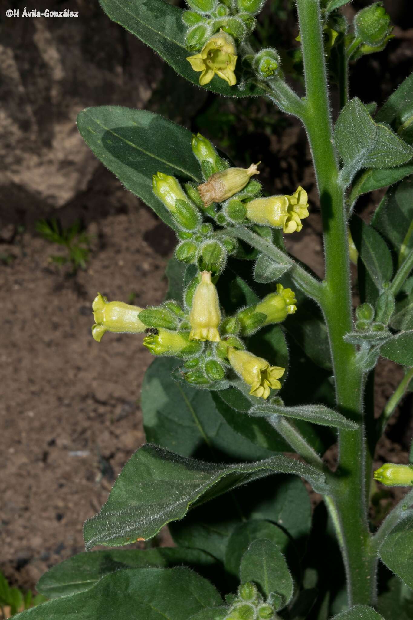 Image of Aztec tobacco