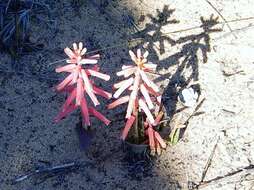 Image of Lachenalia punctata Jacq.