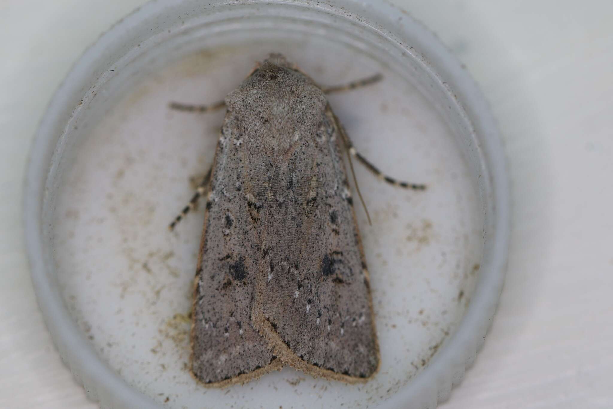 Image of Old Man Dart; Muted Dart (ssp. mutata); Spotted-legged Cutworm