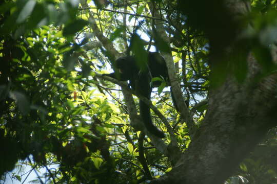 Image of Red-nosed Bearded Saki