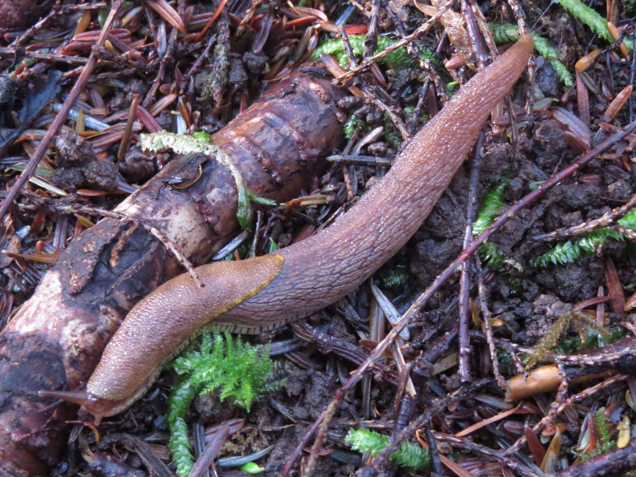 Prophysaon foliolatum (A. Gould 1851) resmi