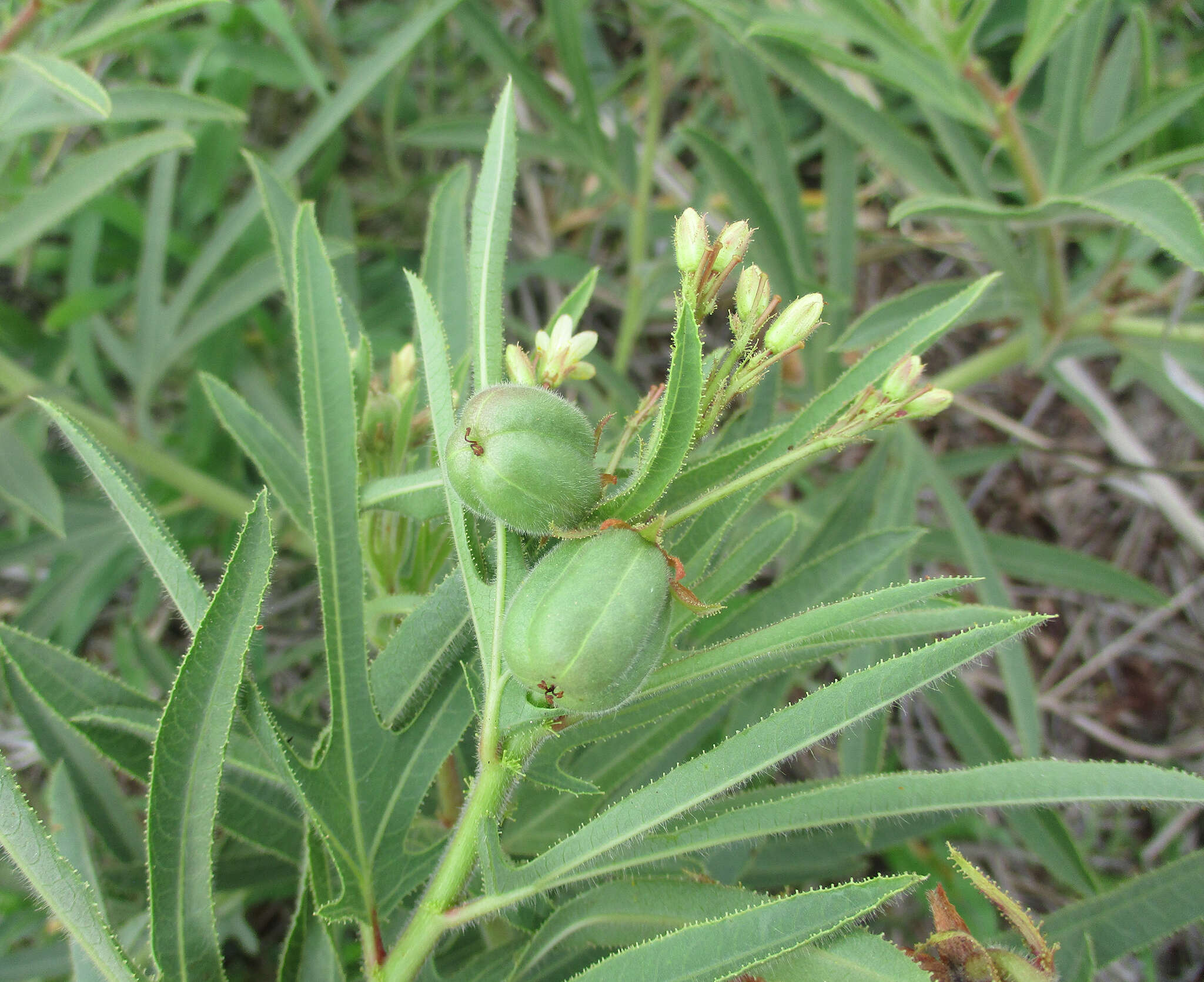 Image of Jatropha zeyheri Sond.