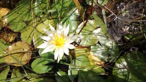 Image de Nymphaea gracilis Zucc.