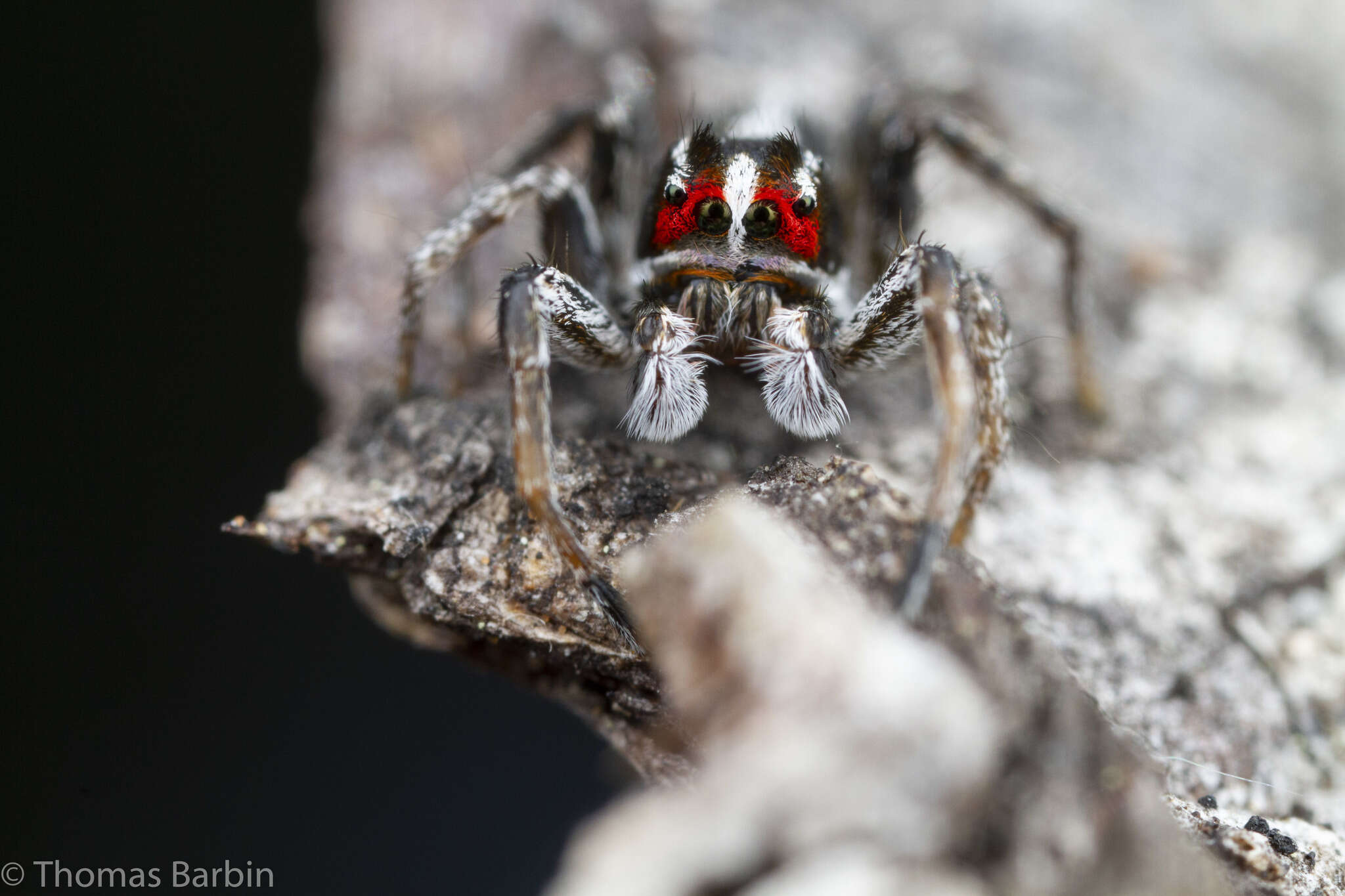 Image of Habronattus sansoni (Emerton 1915)