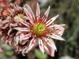 Image of Sempervivum marmoreum Griseb.