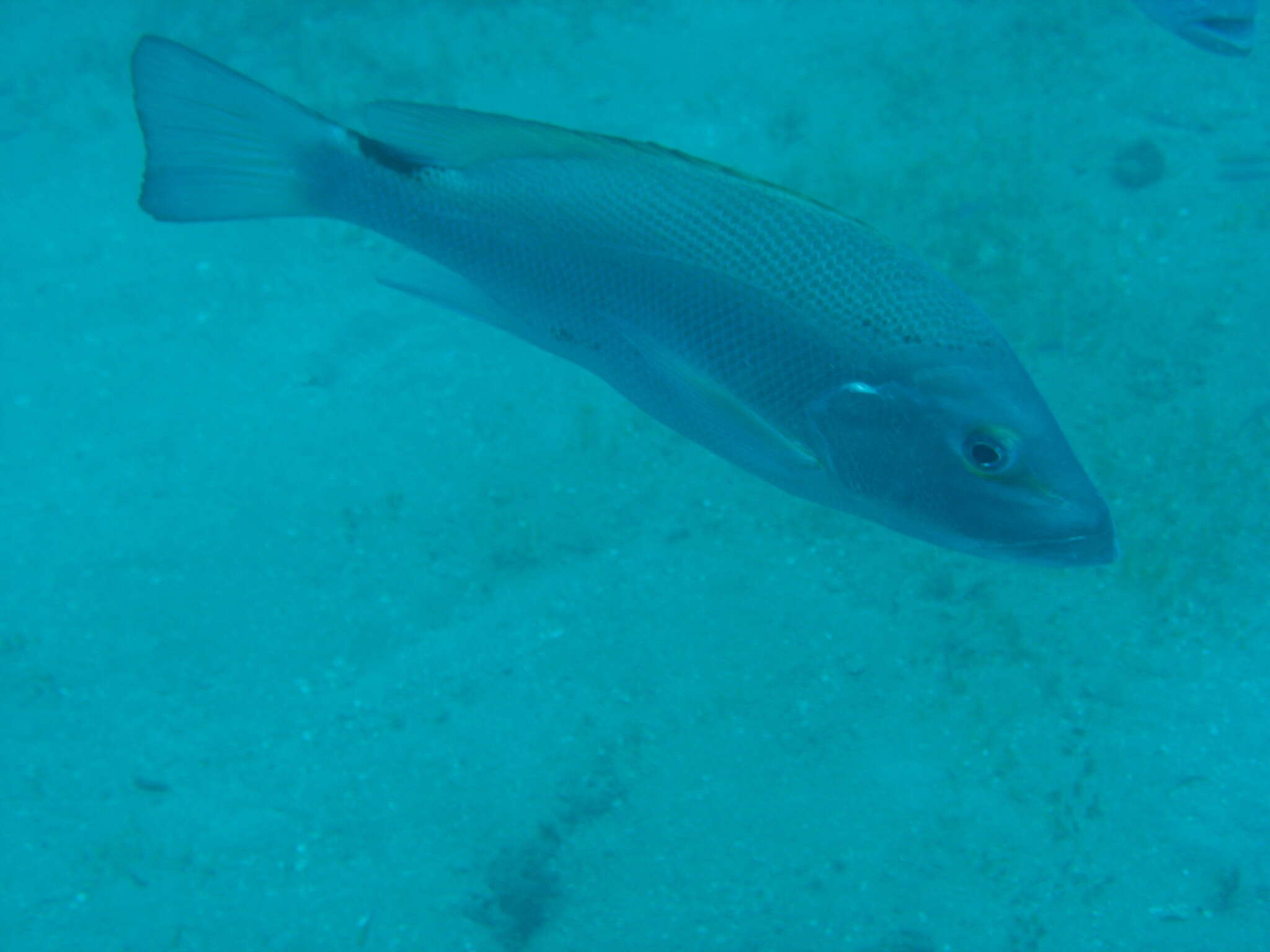 Image of Large-mouthed Nannygai