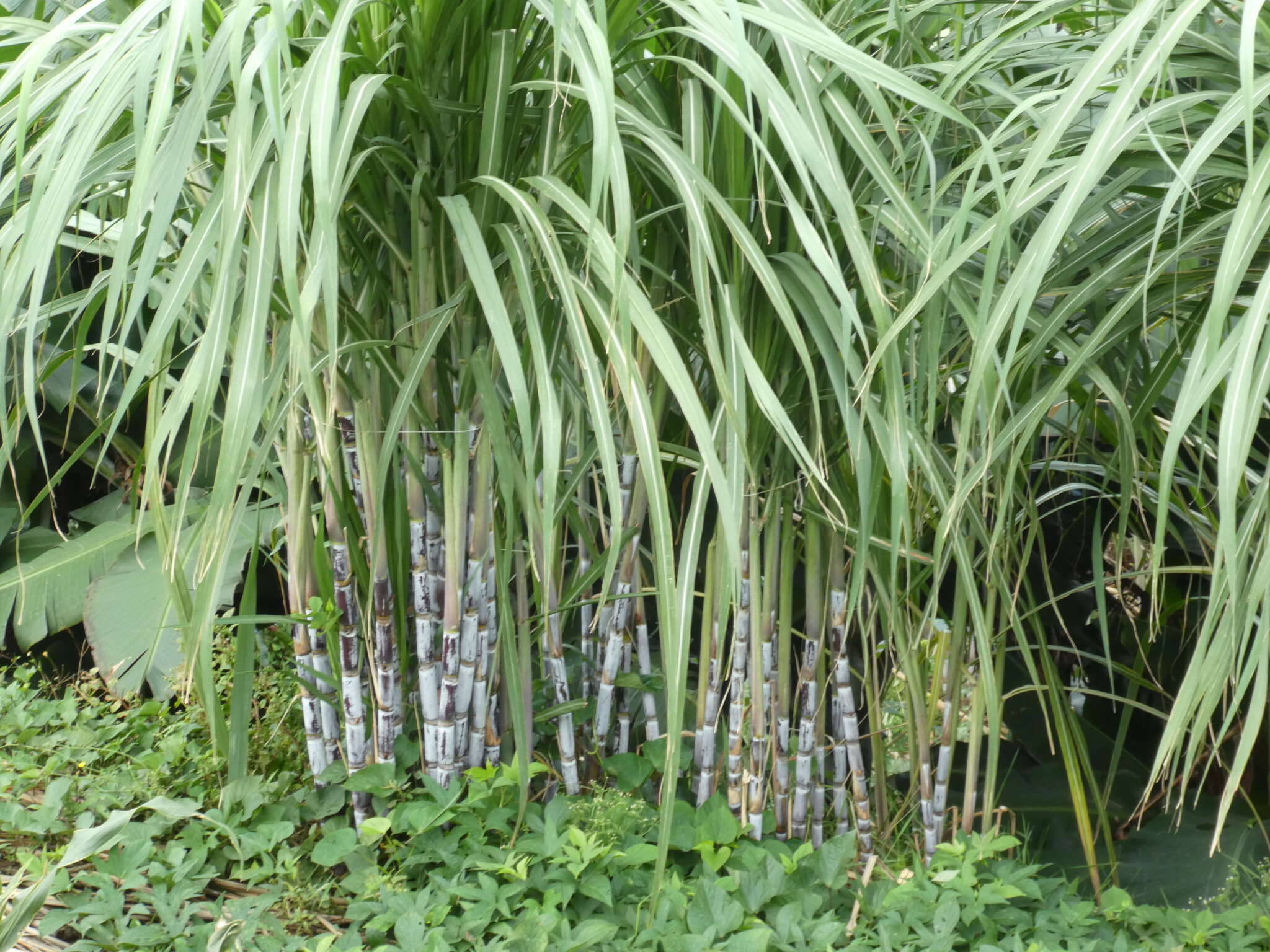 Image of sugarcane