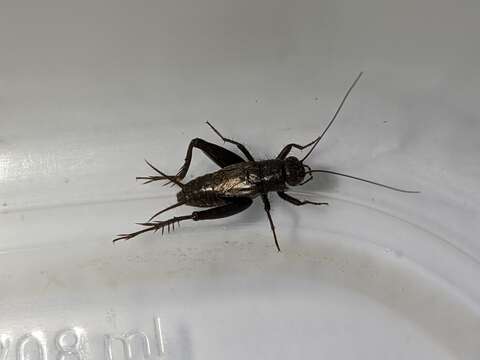 Image of Striped Ground Cricket