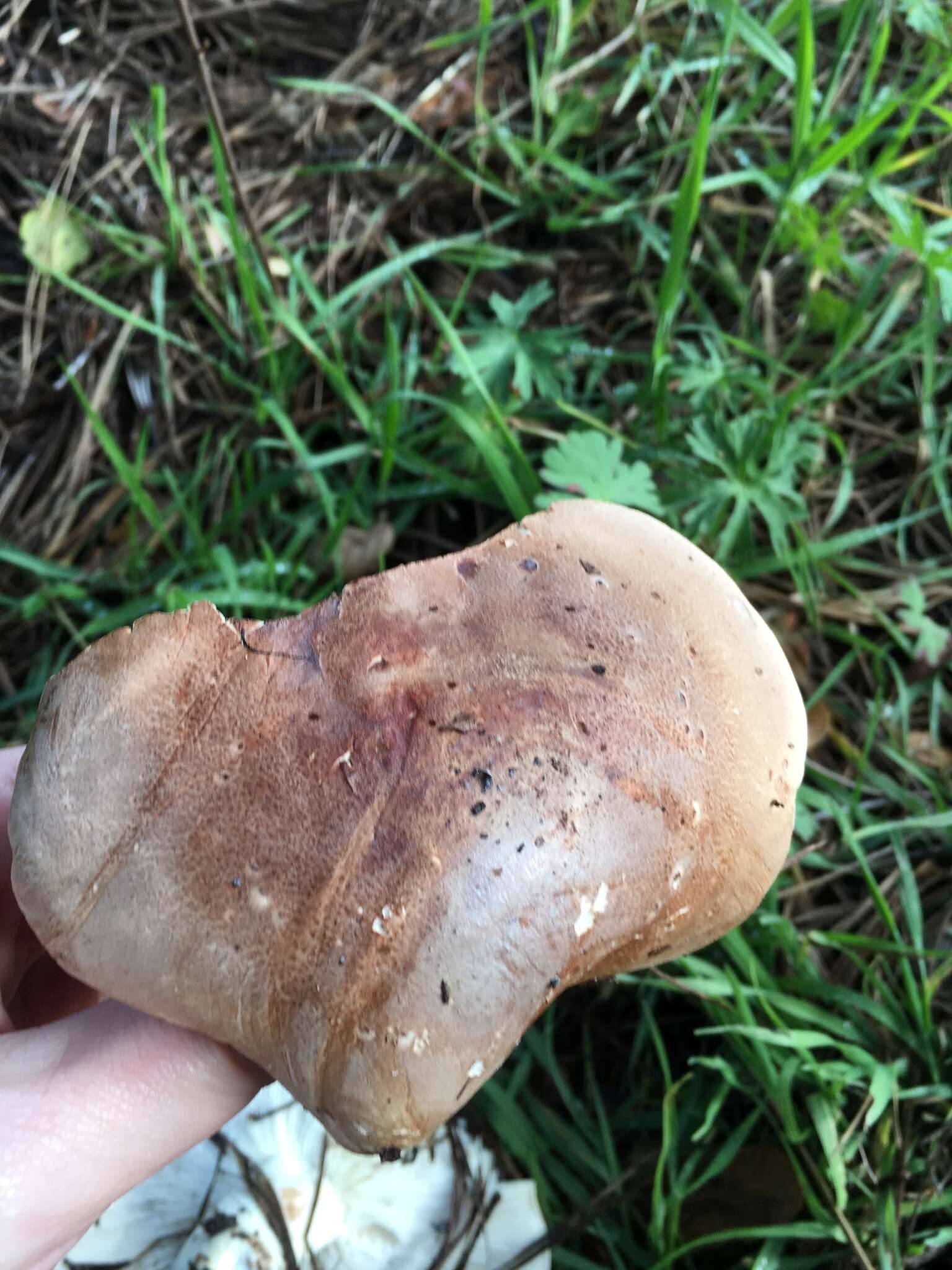 صورة Leucopaxillus gentianeus (Quél.) Kotl. 1966