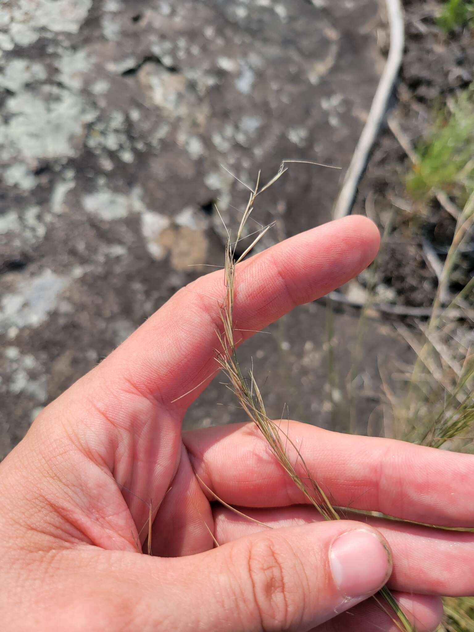 Image de Aristida dichotoma Michx.