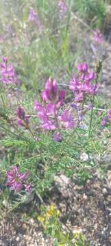 Image of Astragalus versicolor Pall.