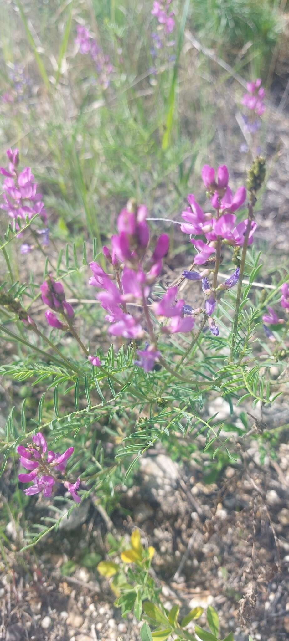 Astragalus versicolor Pall. resmi