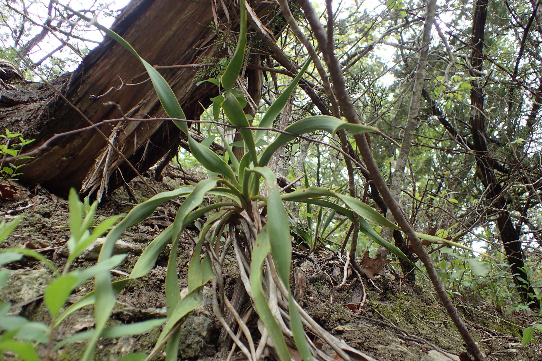 Image of Texas yucca