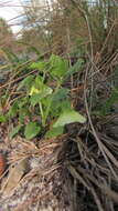 Plancia ëd Physalis arenicola Kearney