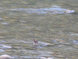 Image of Brown Dipper